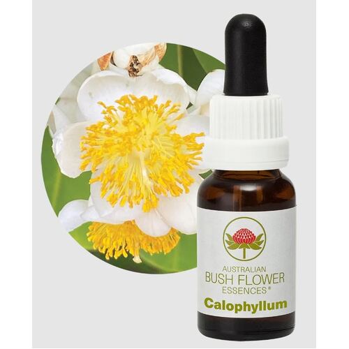 Calophyllum Essence