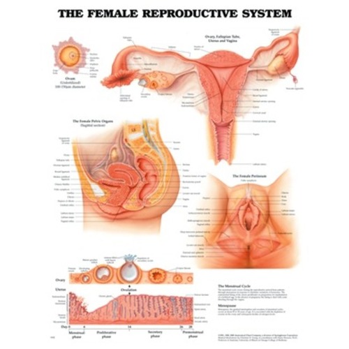 Female Reproductive System