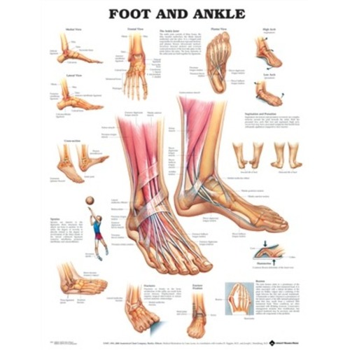 Foot & Ankle
