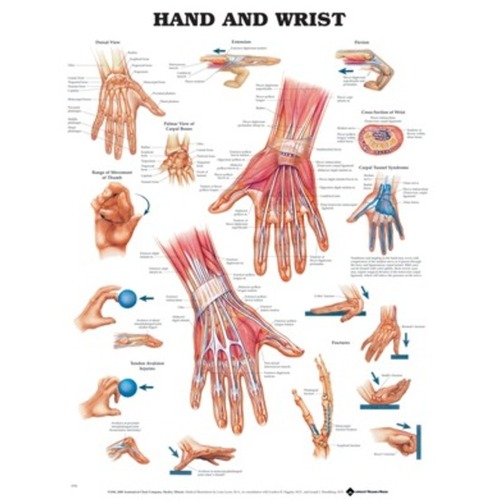 Hand & Wrist