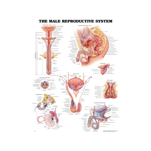 Male Reproductive System
