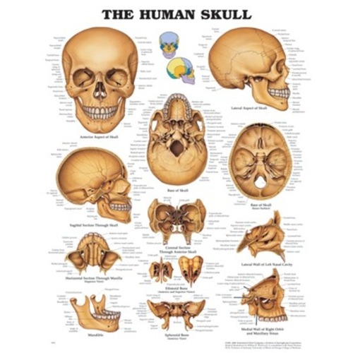 Human Skull