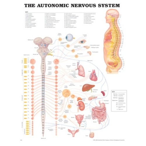 Autonomic Nervous System