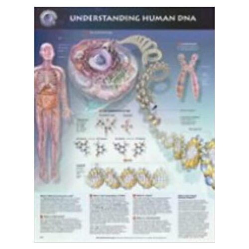 Understanding Human DNA