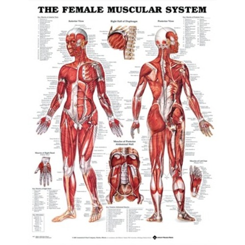 Female Muscular System
