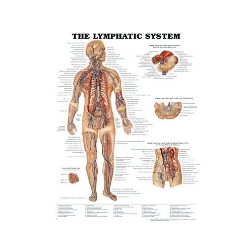 Lymphatic System
