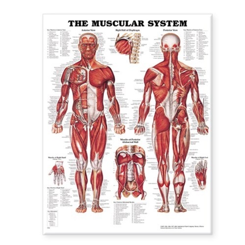 Muscular System