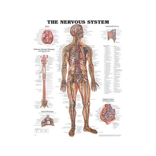 Nervous System