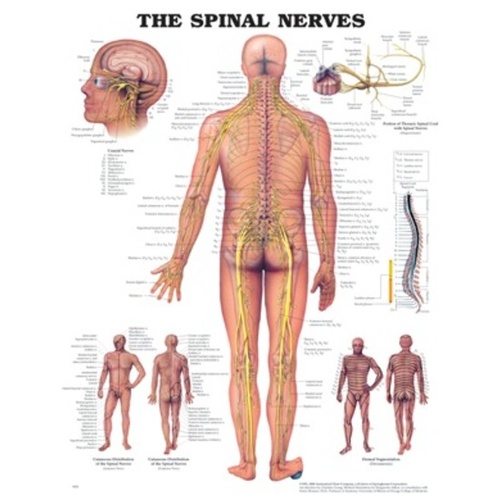 Spinal Nerves
