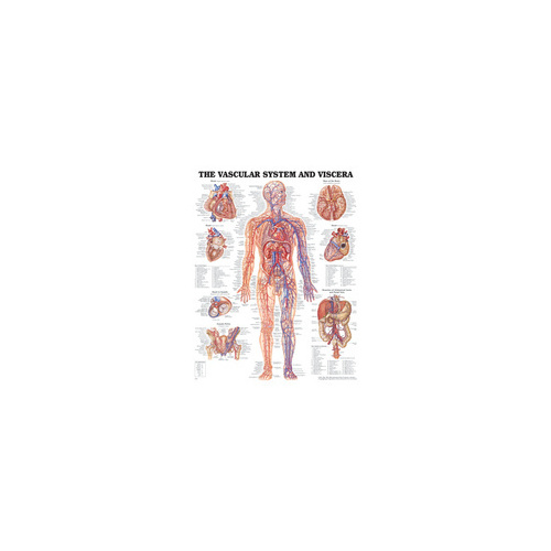 Vascular System