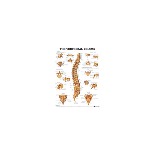 Vertebral Column