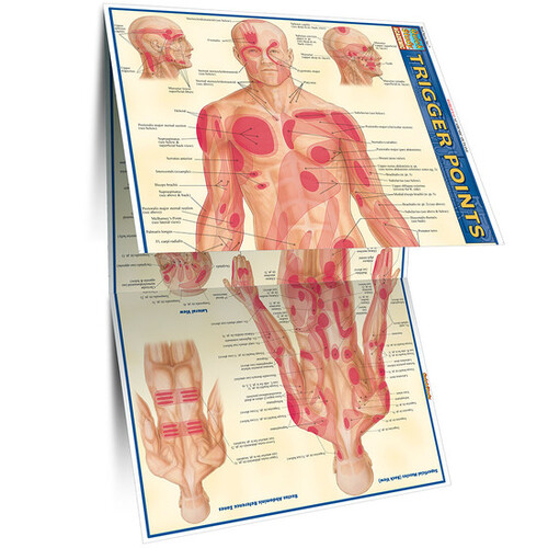 Trigger Points Fold Out Chart