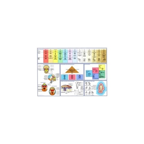 Cranial Kinesiology Chart
