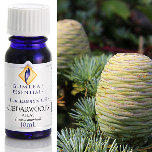 Cedarwood Atlas 