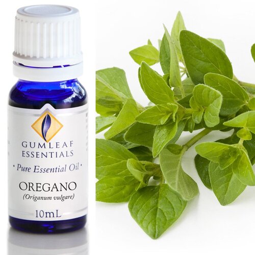Oregano
