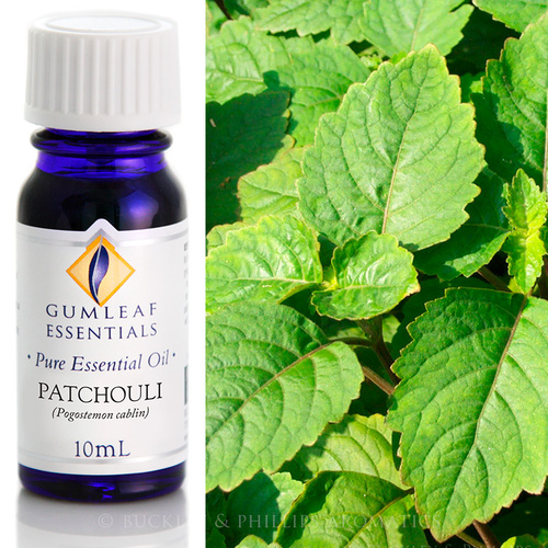 Patchouli