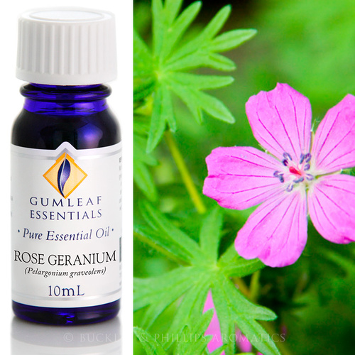 Rose Geranium
