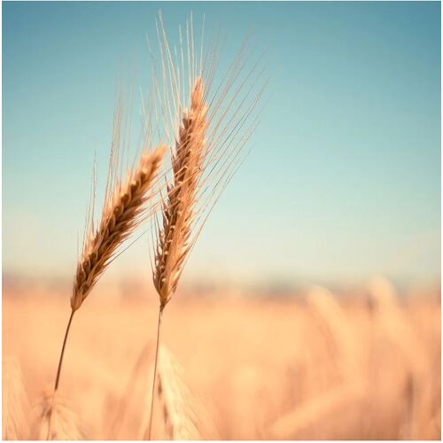 EP Celiac's Disease Test Kit