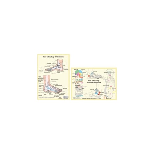 Foot Reflexology - Bones, Glands, Muscles A4