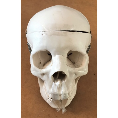 Human Skull Model (S/H)