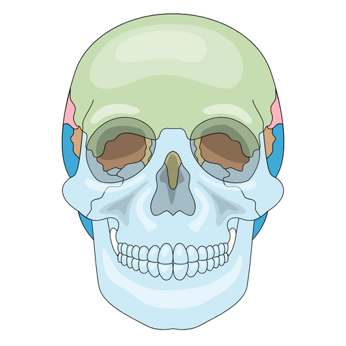 Cranial Bones Test Kit