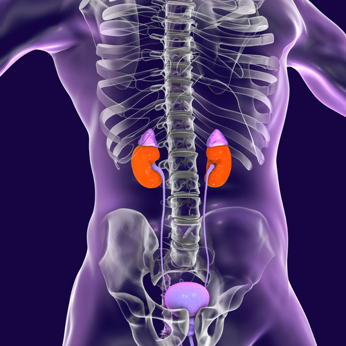 Adrenal (HPA) Test Kit
