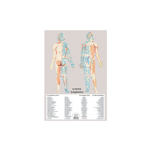 Lymphatic System Flow Chart