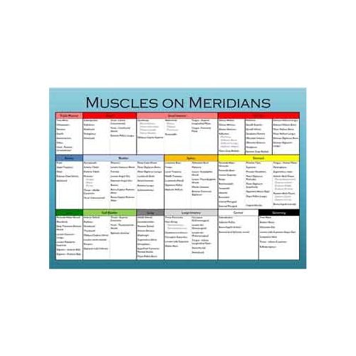 Muscles on Meridians Chart