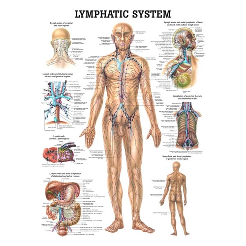 Larger Anatomical - Lymphatic