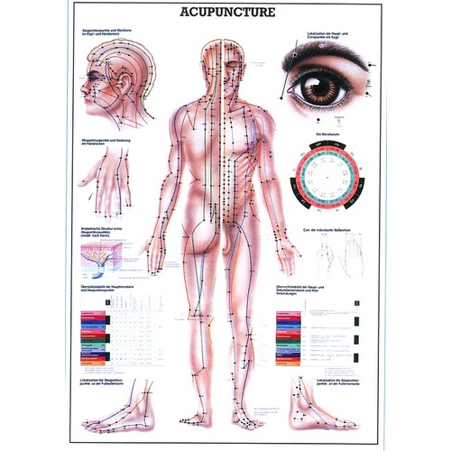 Acupuncture Wall Chart (LAMINATED)