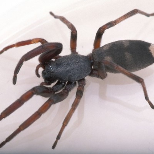 White Tailed Spider Vial