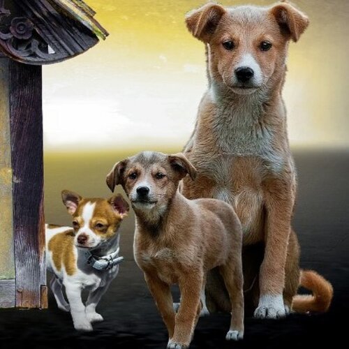Animals: Canine (Dog) Test Kit