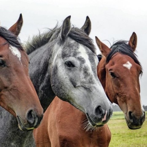 Animals: Equine (Horse) Test Kit