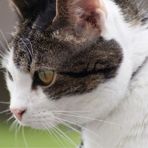 LWP Animals: Feline (Cat) 1 Test Kit