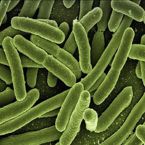 LWP Bacteria 1 Test Kit