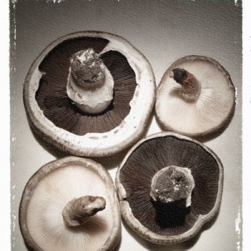LWP Food: Mushrooms Test Kit